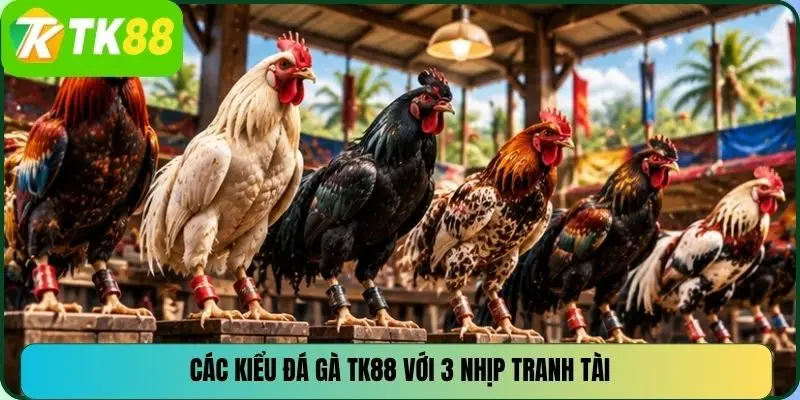 Các kiểu đá gà TK88 với 3 nhịp tranh tài