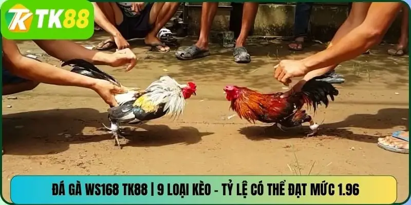 Đá Gà WS168 TK88 | 9 Loại Kèo – Tỷ Lệ Có Thể Đạt Mức 1.96