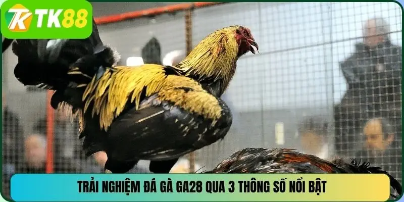 Trải nghiệm đá gà GA28 qua 3 thông số nổi bật
